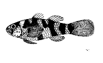 Image of Brachygobius aggregatus (Schooling bumblebee goby)
