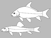 Image of Catostomus columbianus (Bridgelip sucker)