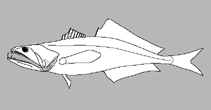 Image of Kali colubrina 