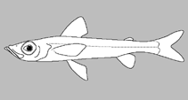 Image of Chlorophthalmus chalybeius 