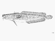 Image of Ciliata septentrionalis (Northern rockling)