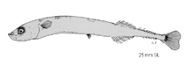Image of Cololabis adoceta (Saury)