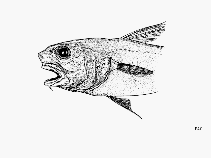 Image of Coryphaenoides bulbiceps (Large-eye grenadier)