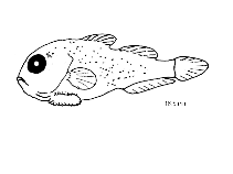 Show available picture(s) for Cyclopterus lumpus