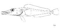Image of Cygnodraco mawsoni (Mawson\