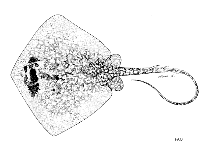 Image of Neotrygon leylandi (Painted maskray)