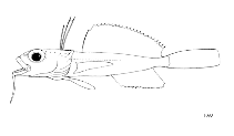 Image of Dolloidraco longedorsalis 