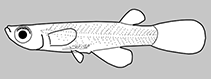 Image of Fluviphylax obscurus 