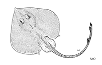 Image of Fenestraja atripinna (Blackfin pygmy skate)