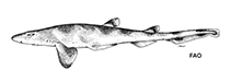 Image of Galeus antillensis 