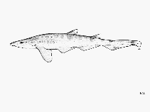 Image of Galeus arae (Roughtail catshark)