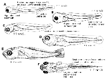 Show available picture(s) for Gadus macrocephalus