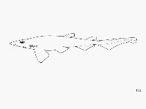 Image of Galeus piperatus (Peppered catshark)