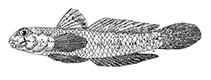 Image of Gnatholepis gymnocara (Nakedcheek sandgoby)