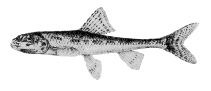 Image of Romanogobio persus (Kura gudgeon)