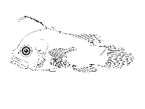 Show available picture(s) for Grammistes sexlineatus