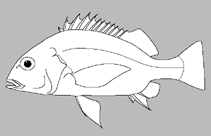 Image of Plectorhinchus makranensis 