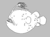 Image of Himantolophus macroceratoides 