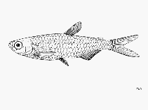 Image of Hemigrammopetersius barnardi (Barnard\