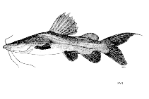 Image of Hemibagrus filamentus 