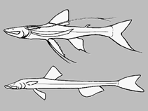 Image of Bathytyphlops sewelli 
