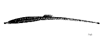 Image of Ichthyocampus carce 