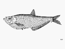 Image of Ilisha pristigastroides (Javan ilisha)