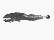 Image of Kali indica 