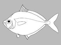 Image of Leiognathus robustus 