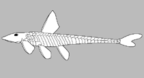 Image of Hypoptopoma incognitum 