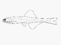 Image of Lampanyctus lineatus 