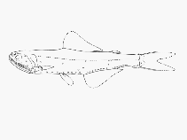 Image of Lampichthys procerus (Blackhead lanternfish)
