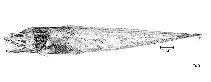 Image of Leucicorus atlanticus 