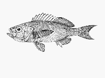 Image of Lepidoperca occidentalis (Slender orange perch)