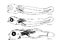 Show available picture(s) for Lipophrys pholis
