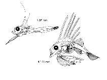 Show available picture(s) for Lophius piscatorius