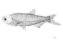 Image of Longiculter siahi 
