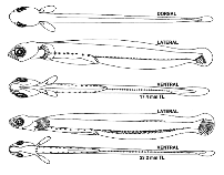 Show available picture(s) for Lumpenus lampretaeformis