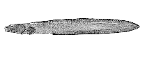 Image of Lycenchelys jordani (Shortjaw eelpout)