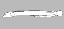 Image of Navigobius asayake (Sunrise dartfish)