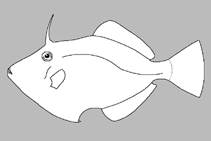 Image of Cantherhines tiki 