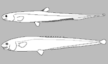Image of Polyacanthonotus merretti 