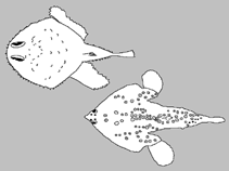 Image of Halieutopsis ingerorum (Inger\