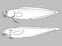 Image of Holcomycteronus brucei 
