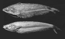 Image of Kryptopterus sabanus 