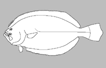 Image of Ancylopsetta microctenus 