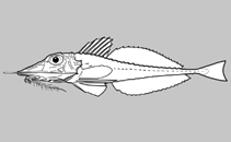 Image of Scalicus quadratorostratus 