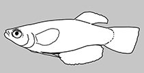 Image of Micropanchax ehrichi 