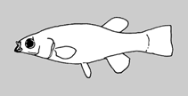 Image of Profundulus parentiae (Parenti\