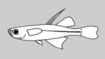 Image of Pseudomugil majusculus (Cape blue-eye)